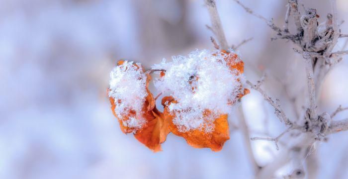 女人梦到飘雪周公解梦图1