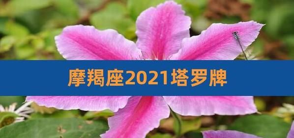 摩羯座2023年运势解析图1